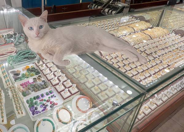 picture of cat on jewelry case