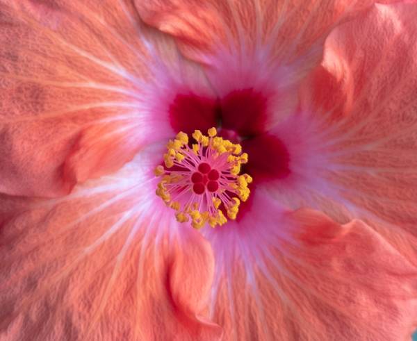 Close up picture of center of pink flower