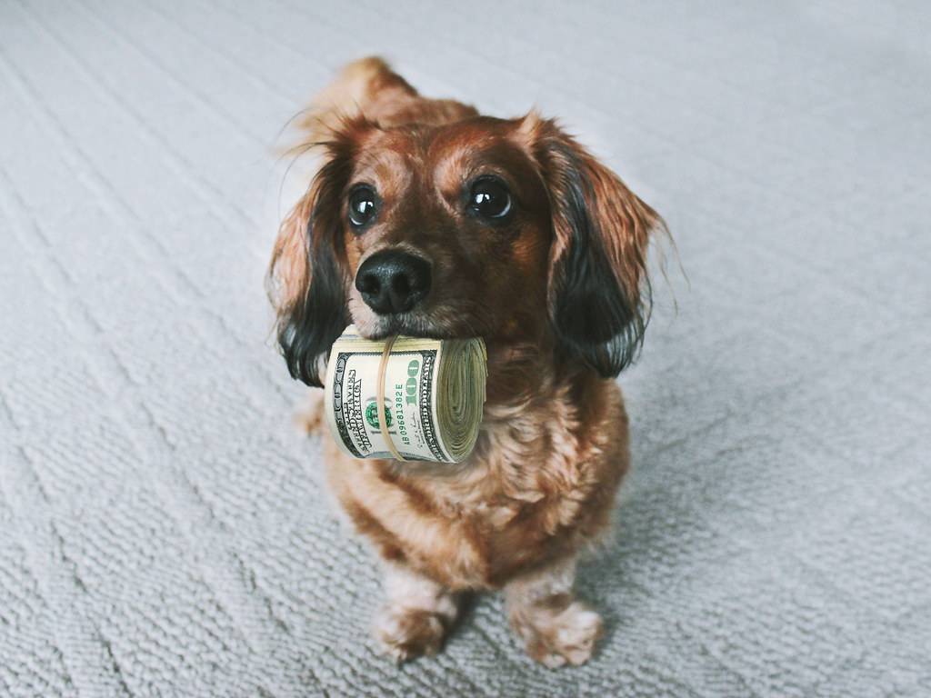 dog holding cash