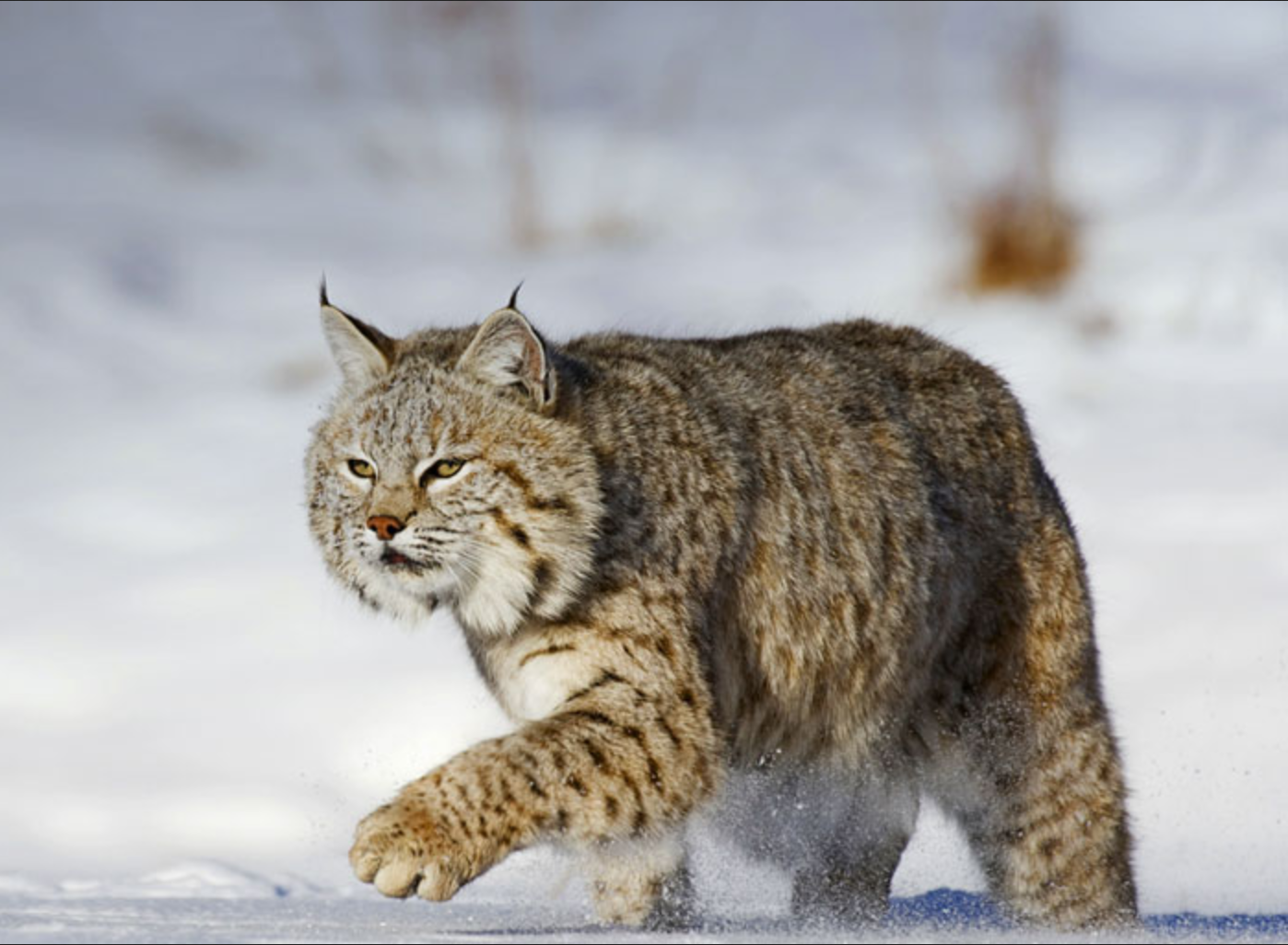 bobcat in snow