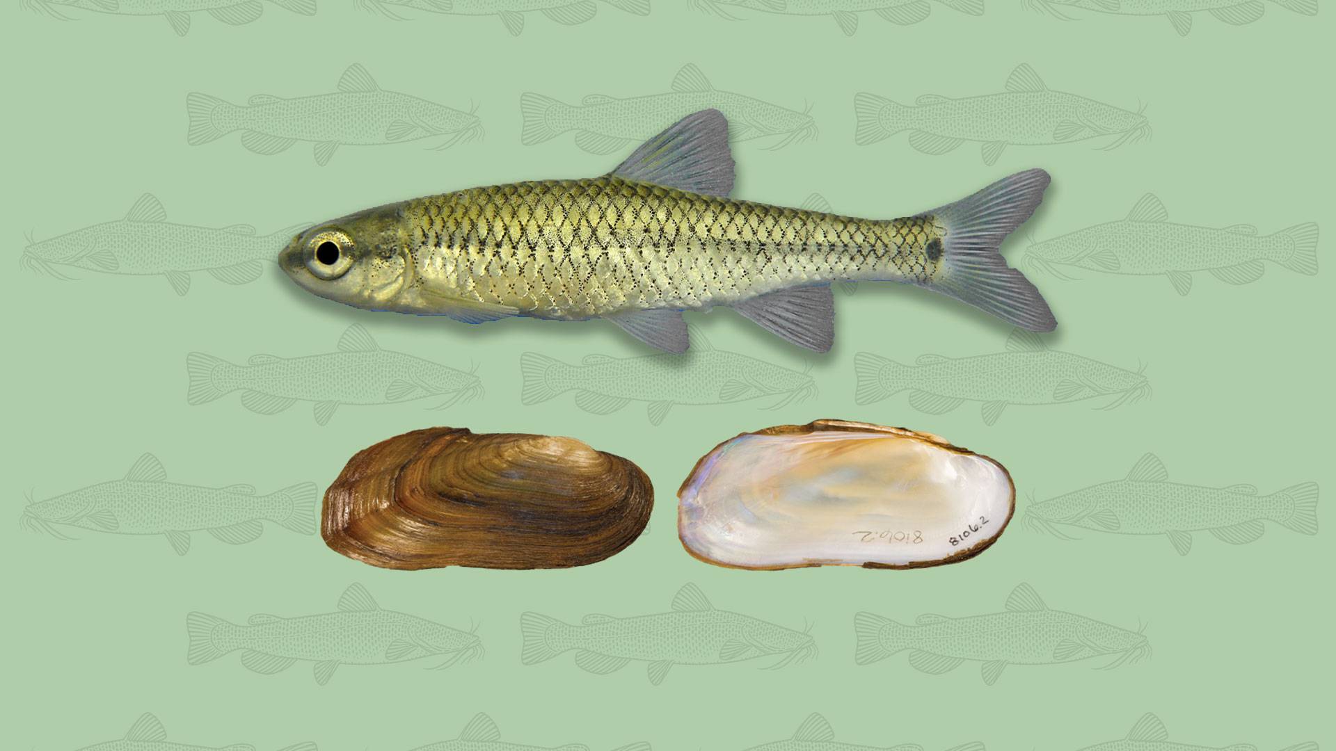 image of fish and mussel