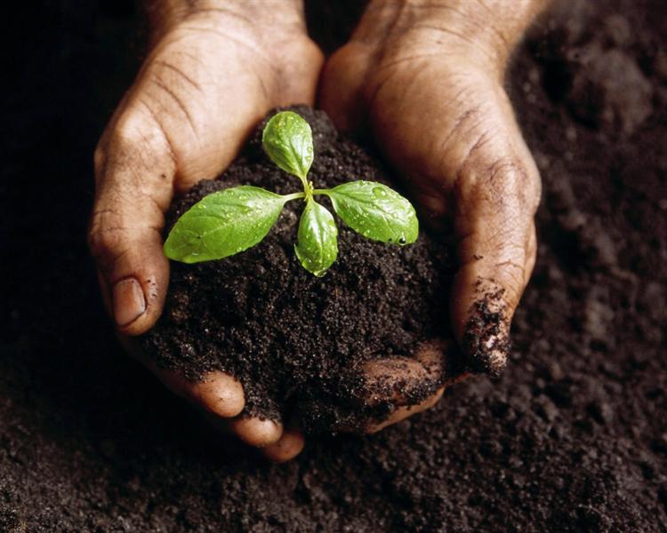 Hands holding young plant in dirt