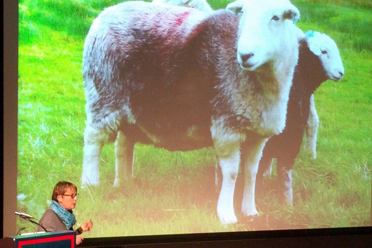 North Atlantic Native Sheep and Wool Conference