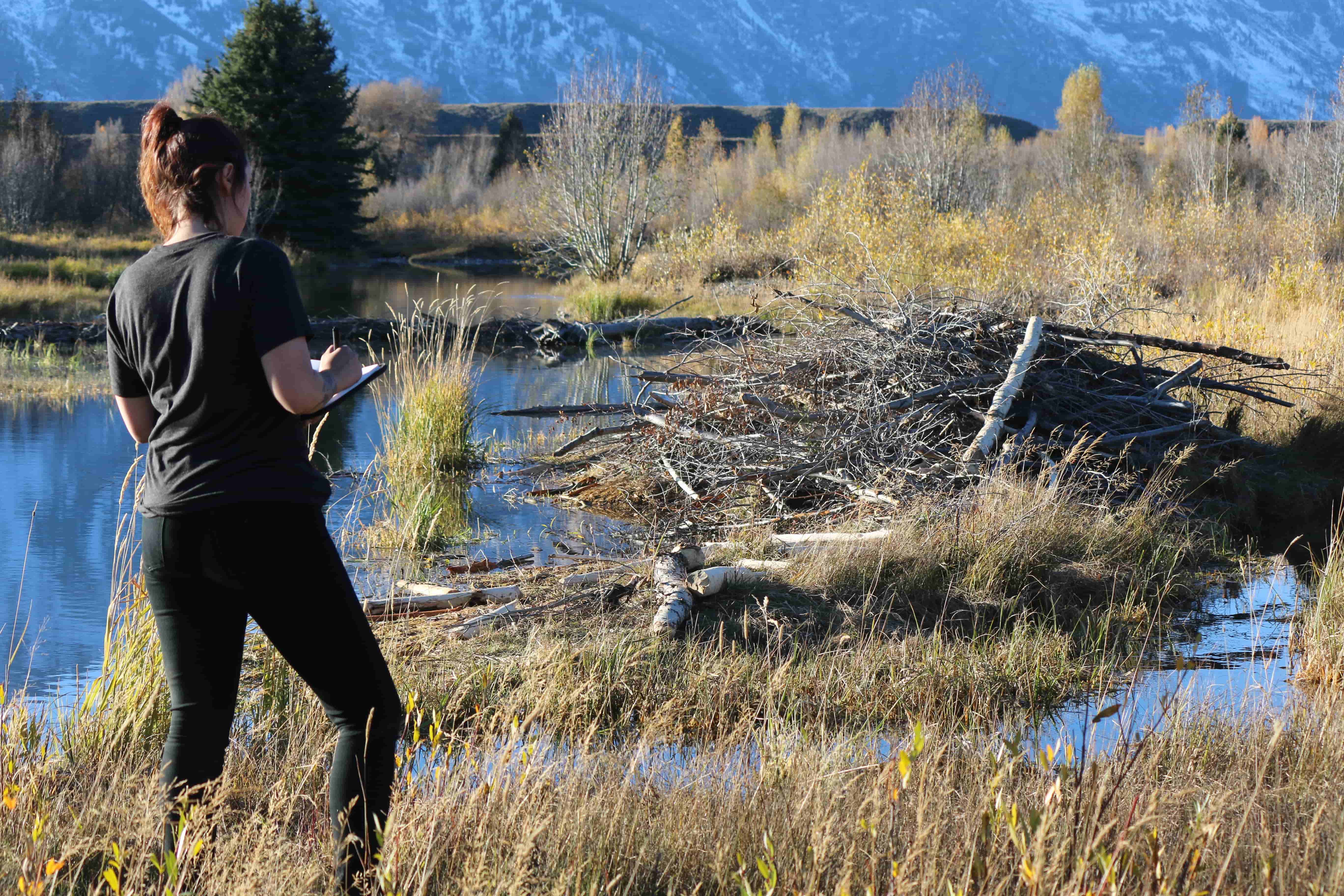 Paepin Goff taking notes on a beaver lodge on the Snake River in Grand Teton National Park