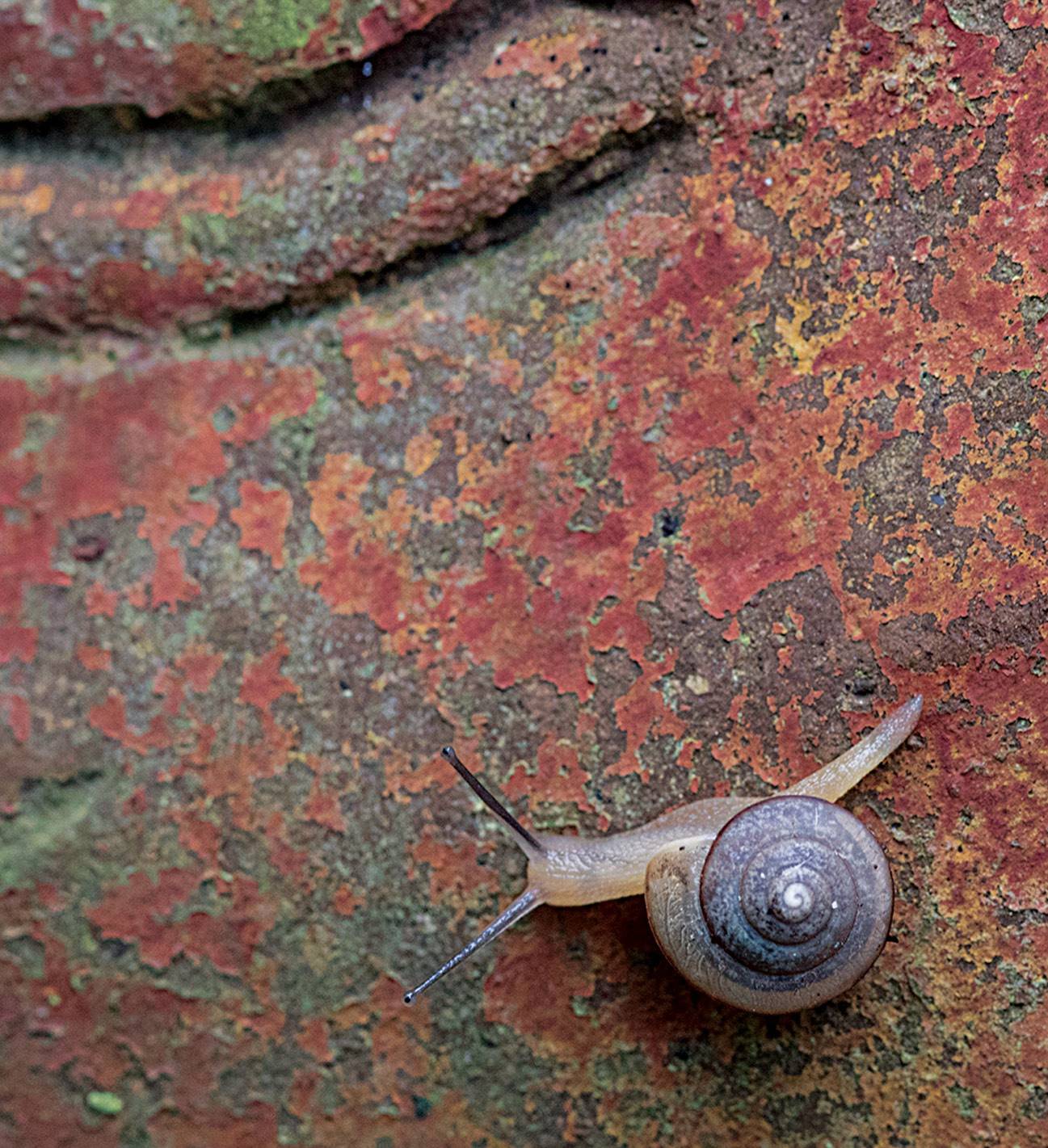 snail