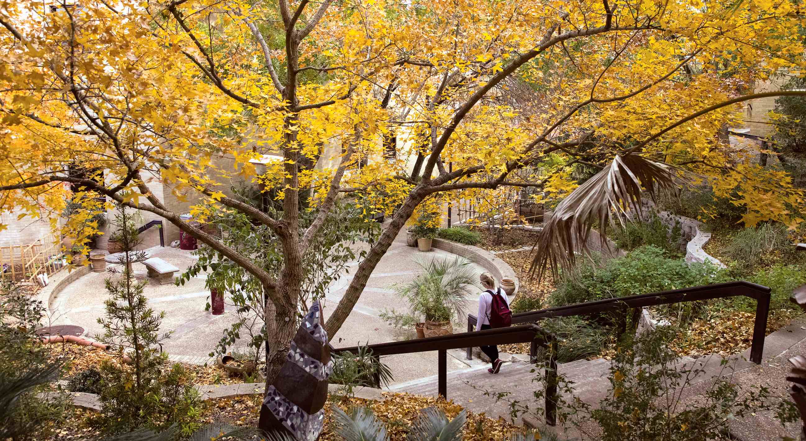 walkway surrounded by trees and plants