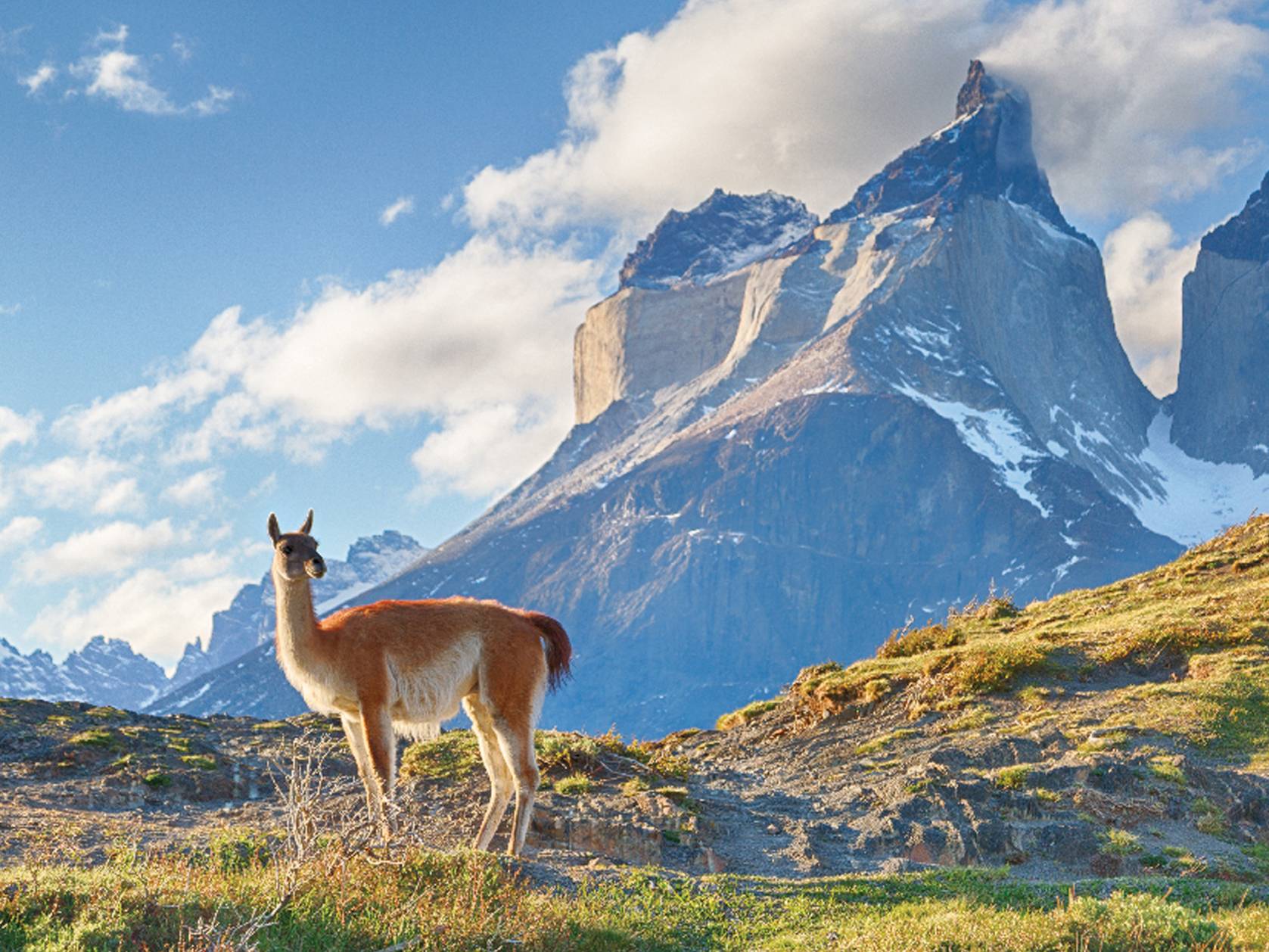 alpaca on mountain