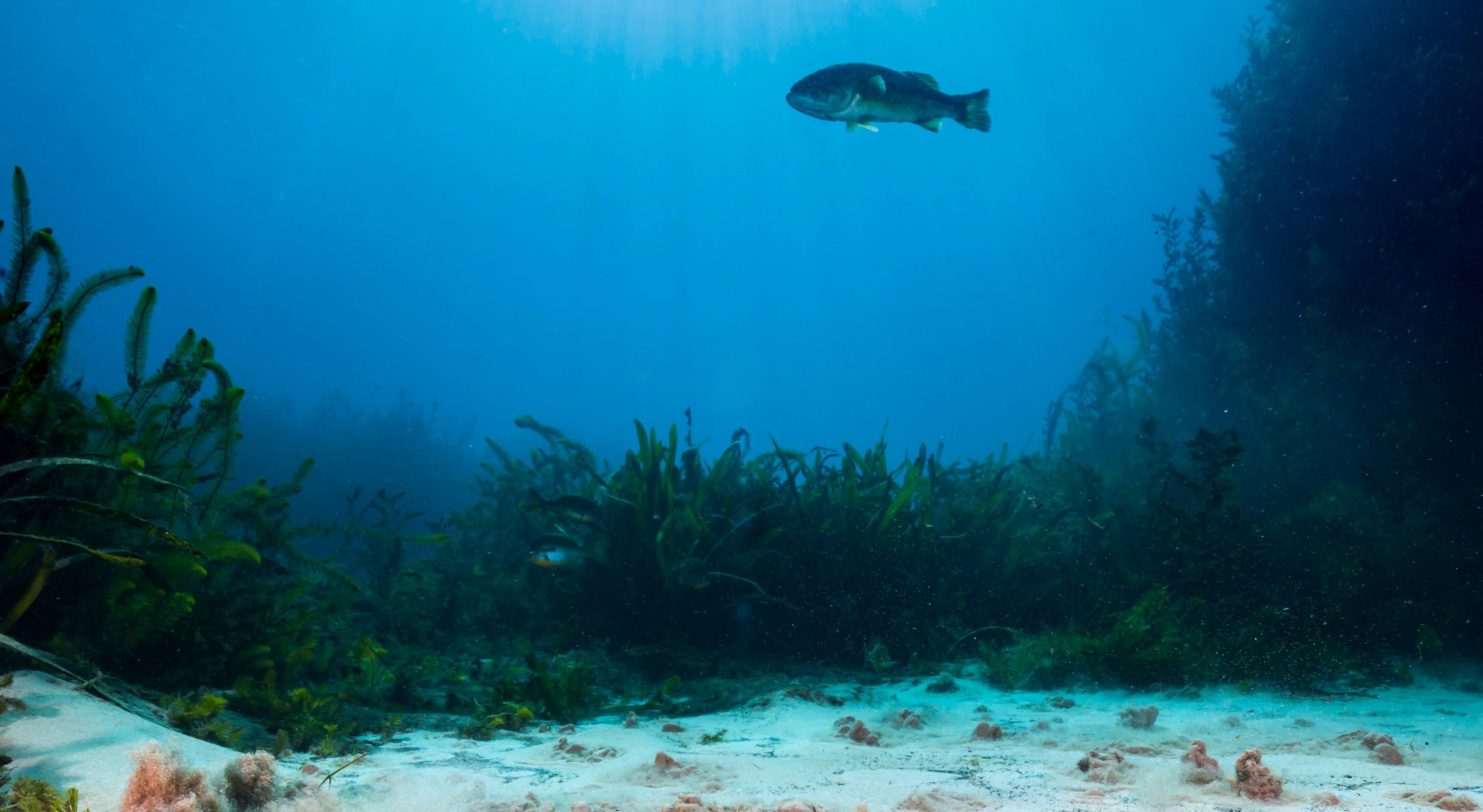 underwater photo of spring lake