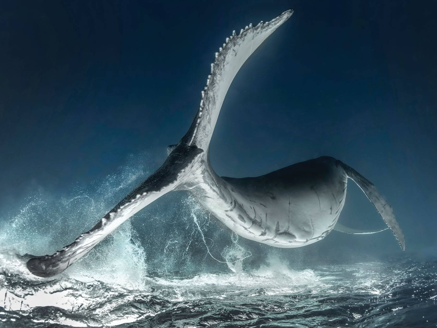 photo of whale tale in ocean