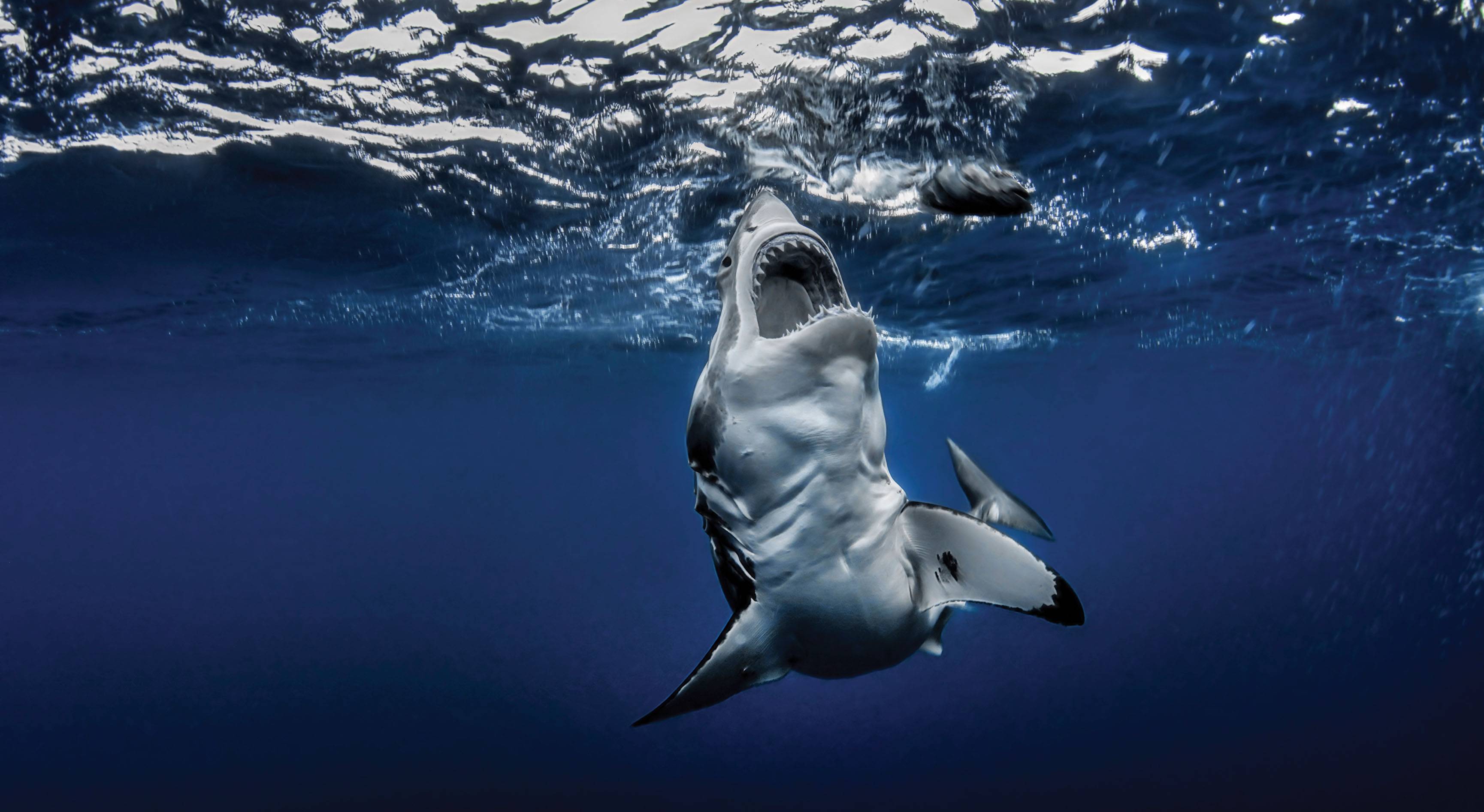 photo of shark underwater