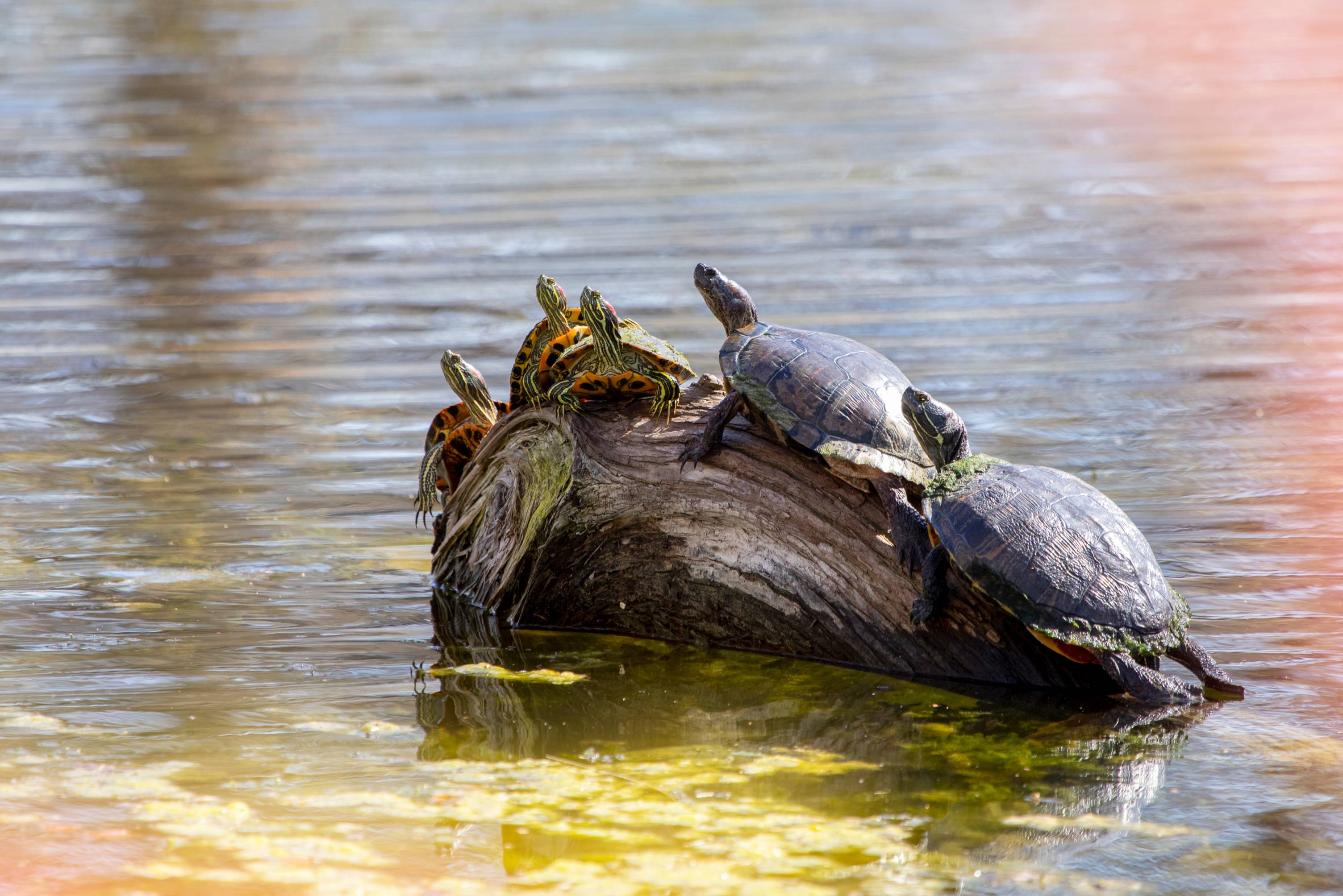 Red Ear Turtles sunbathing.
