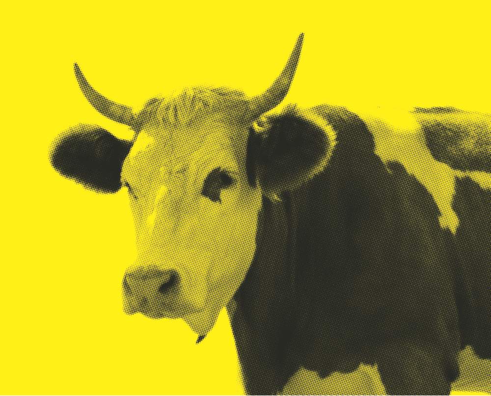 an image of a cow