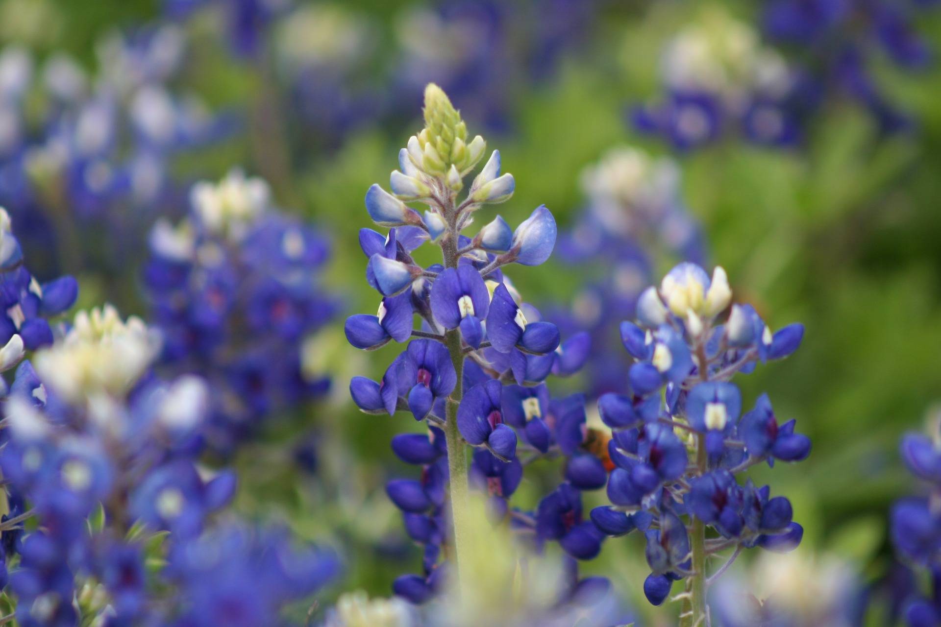 bluebonnets