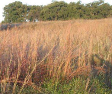 The non-native species KR bluestem is ubiquitous in Texas grasslands