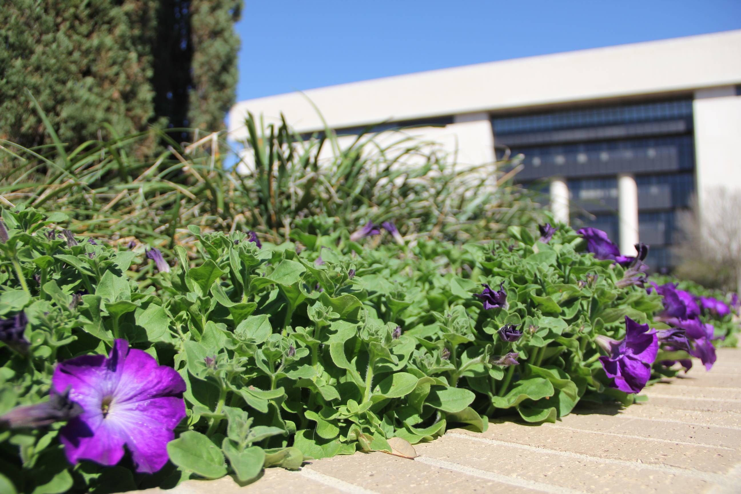 exterior of alkek with flowers in the foreground