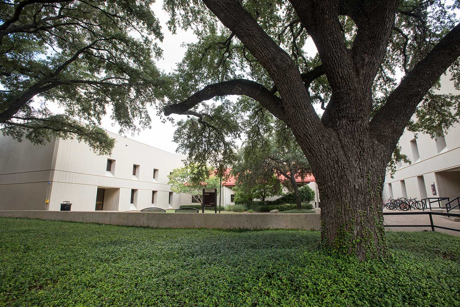 exterior view of the Schneider Music Library and the large tree in front of the building