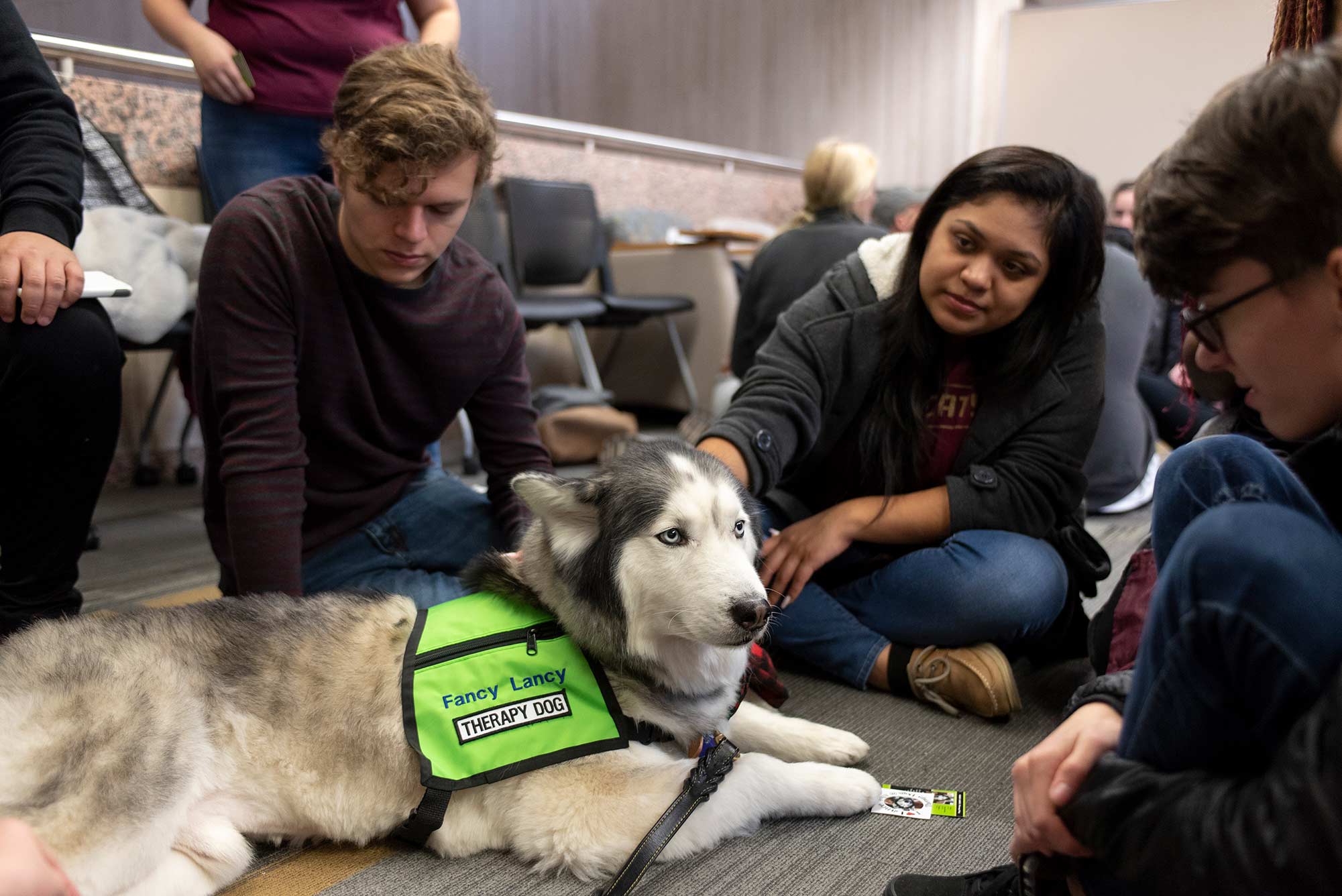 three students pet a husky therapy dog wearing a bright yellow vest
