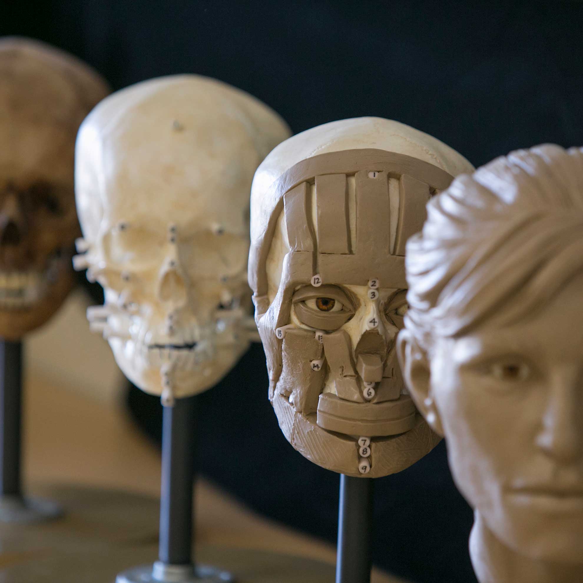 a row of heads that anthropology phd students have worked on