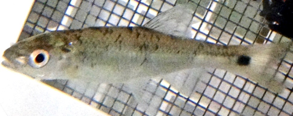blacktail shiner fish