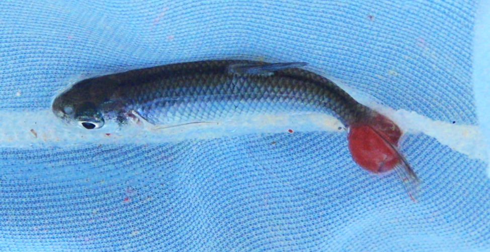 blacktail shiner with blister