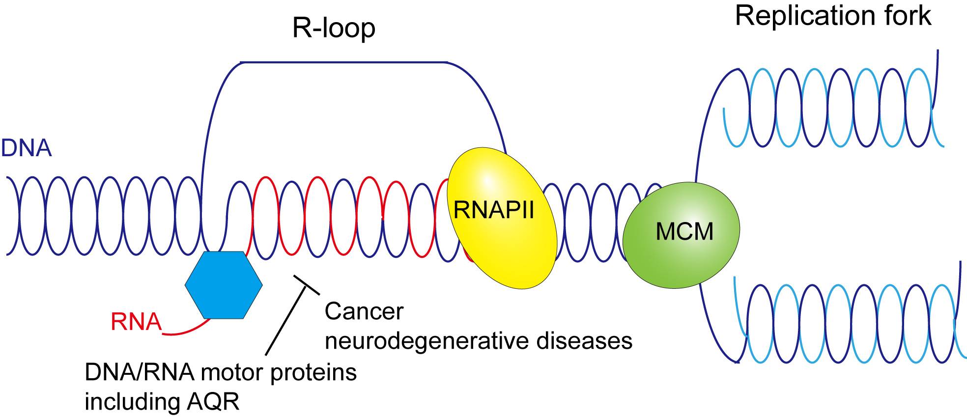 digital graphic of r-loops