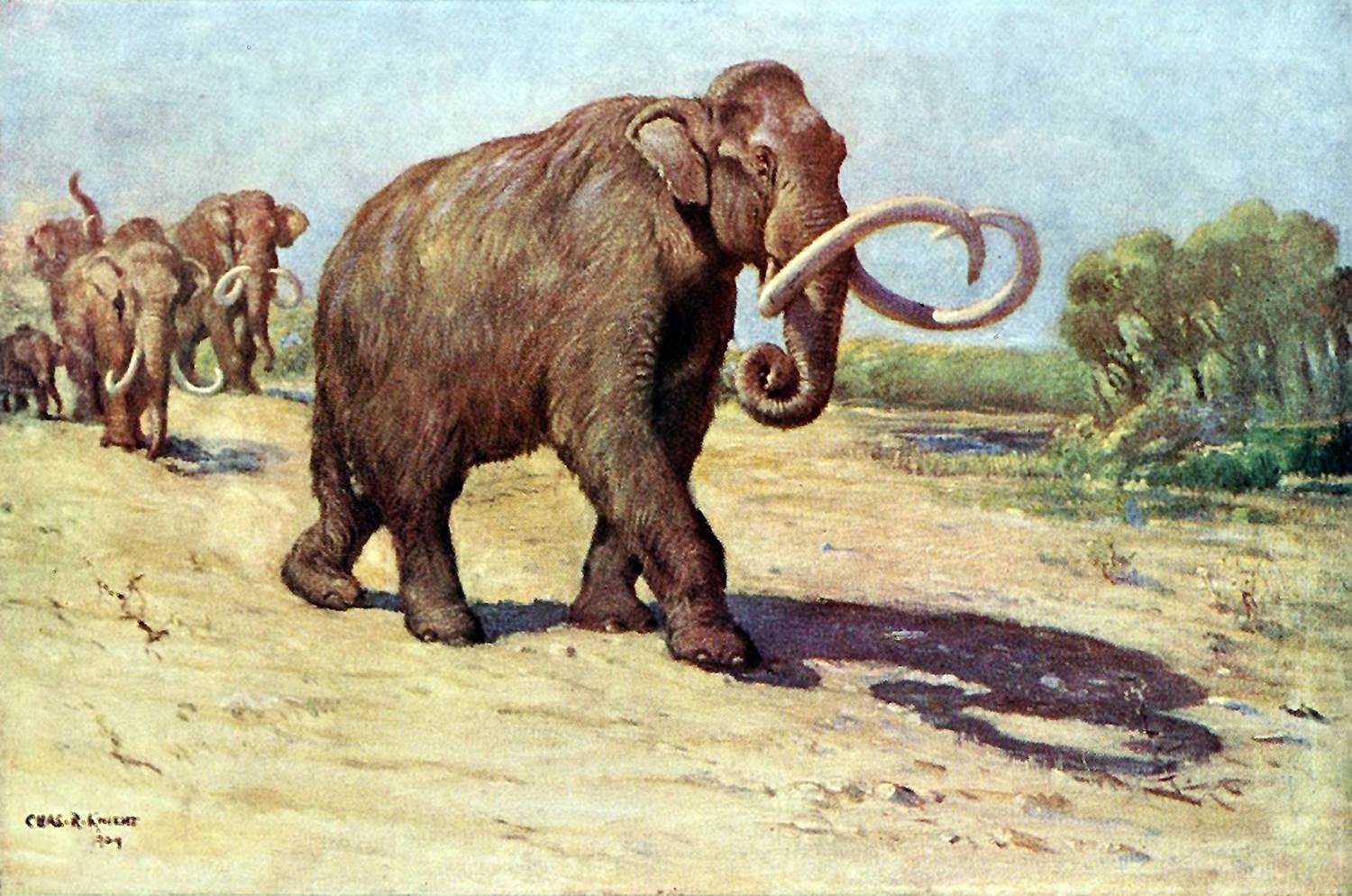 illustration of mammoths