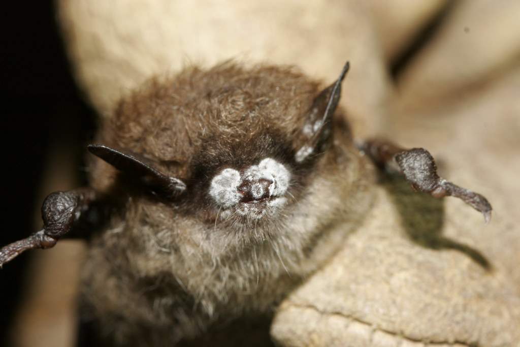 bat with white fungus on nose