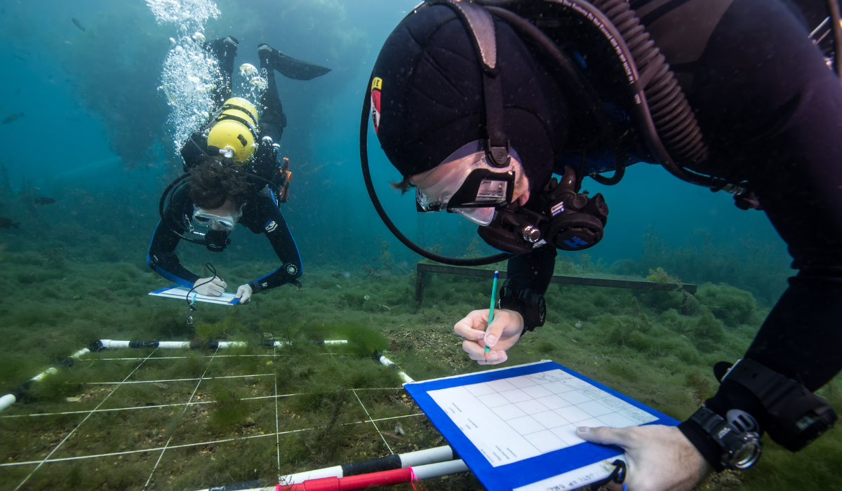 Scuba divers taking notes under water