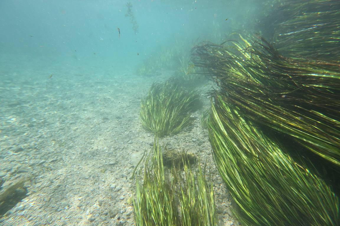 underwater photo of river grass