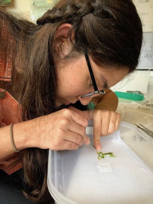 female student inspecting specimen in clear dish
