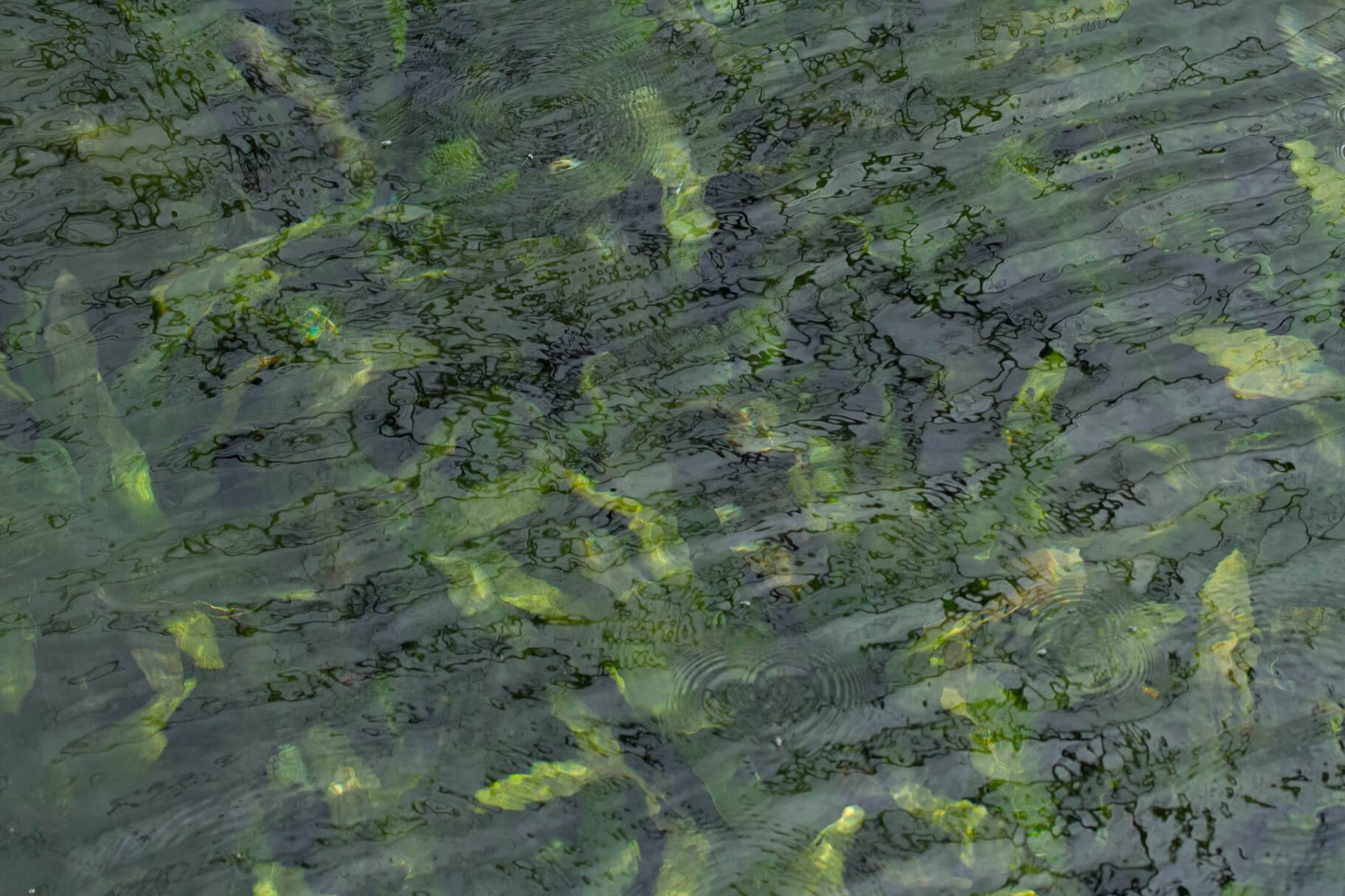 San Marcos River rippling water