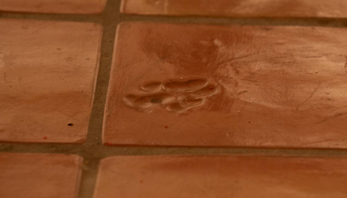 paw print imprinted tile