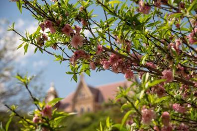 Close up of peach tree blossoms on Texas State Campus