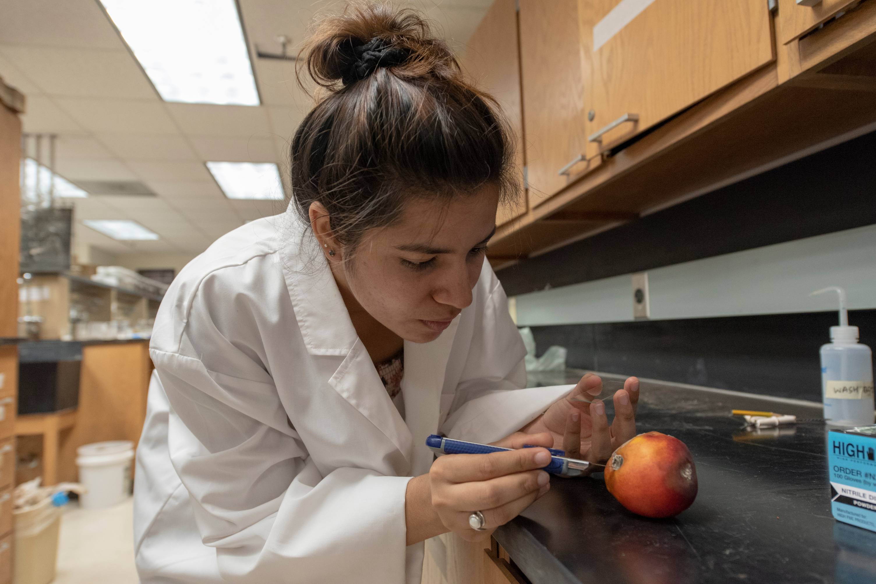 Student taking readings from a piece of fruit in a lab