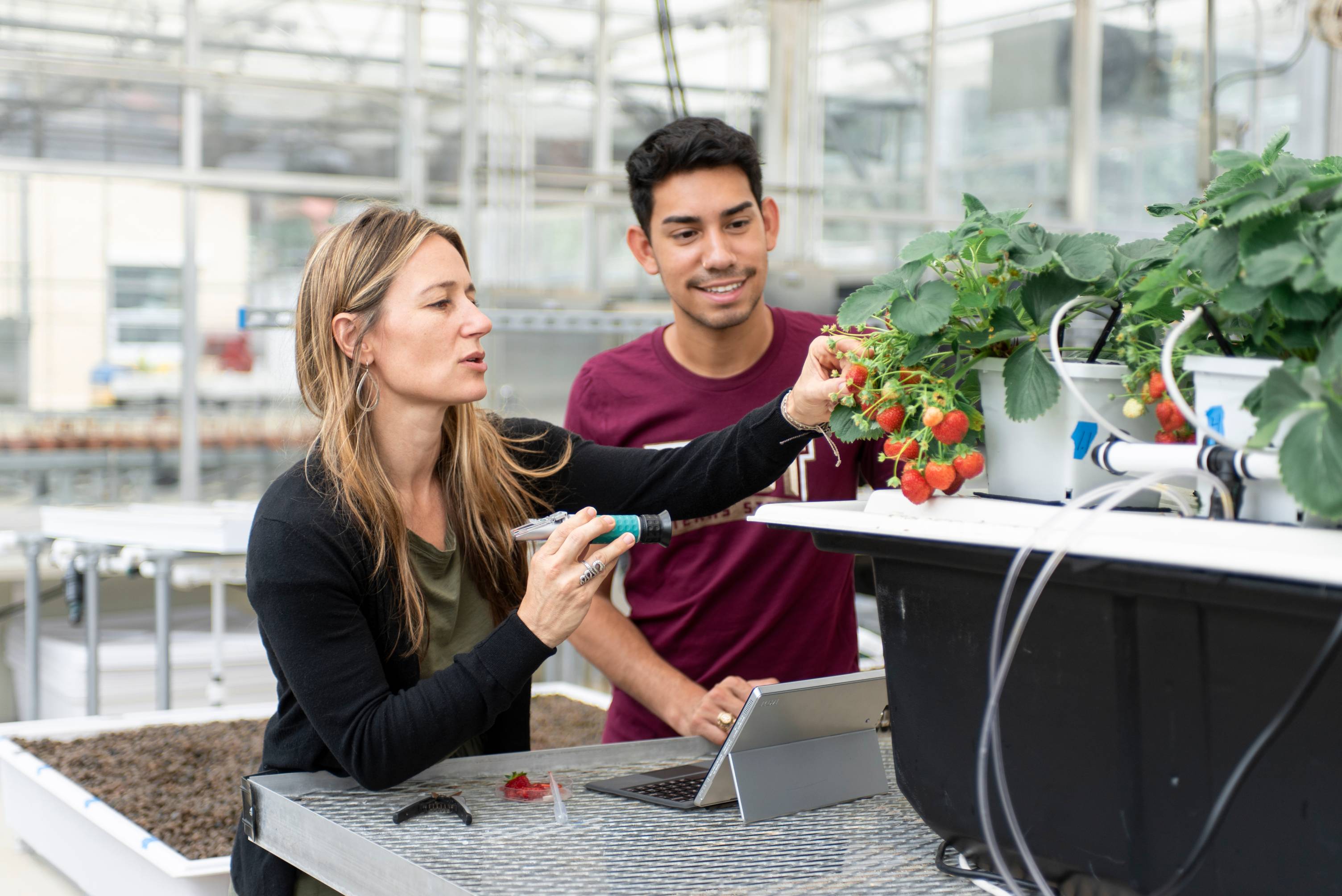 faculty member and student examine hydroponic tomatoes in greenhouse