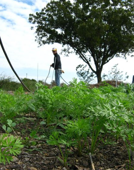 carrots growing in the foreground with farmer in the background