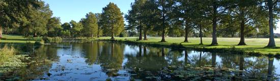 Trees reflected in water