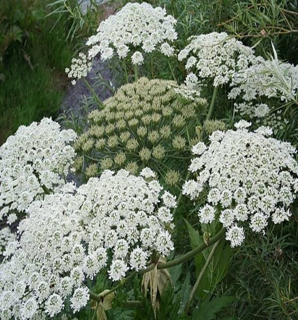 white flowering plants