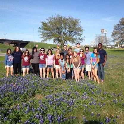 Bluebonnets