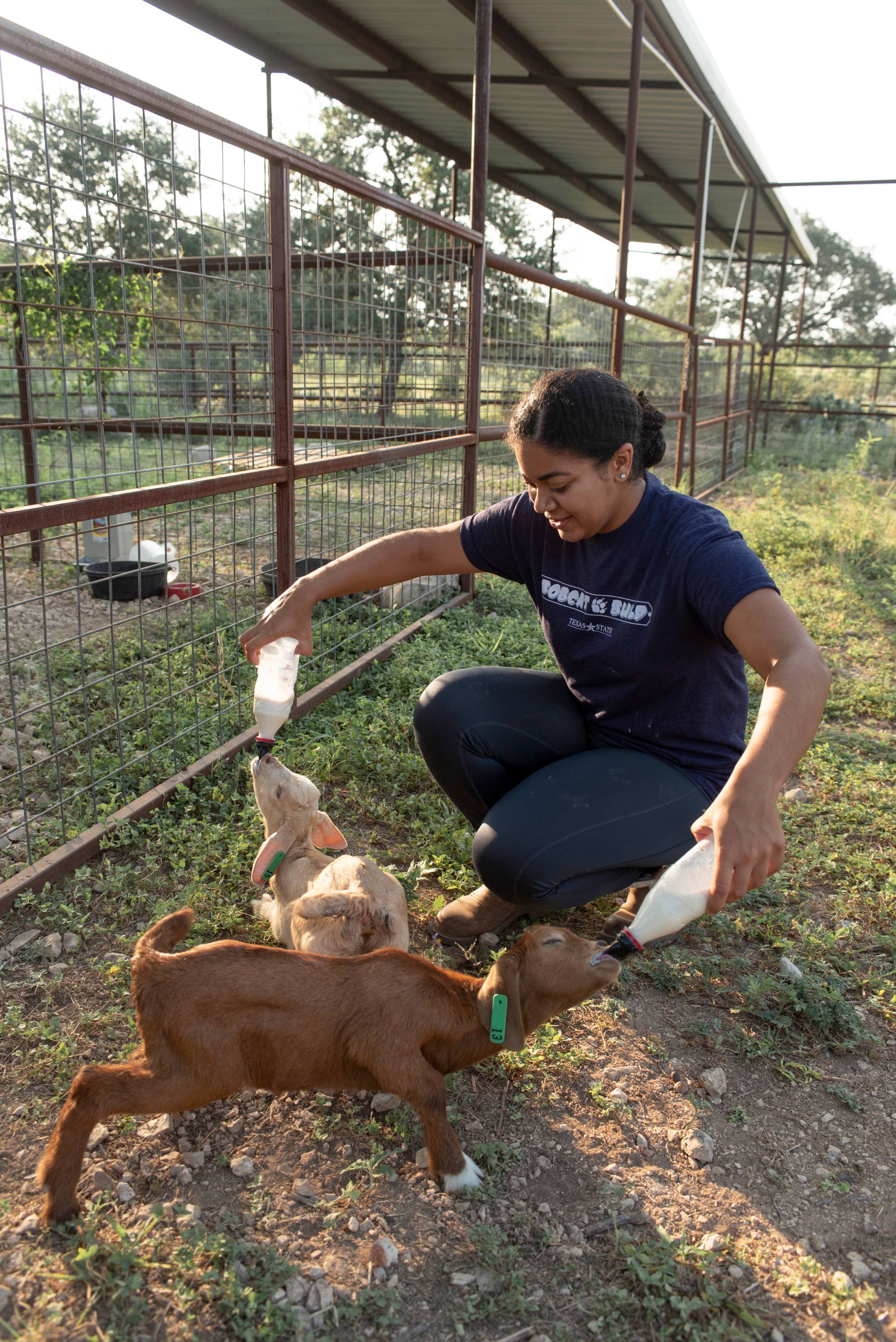 student working with goats