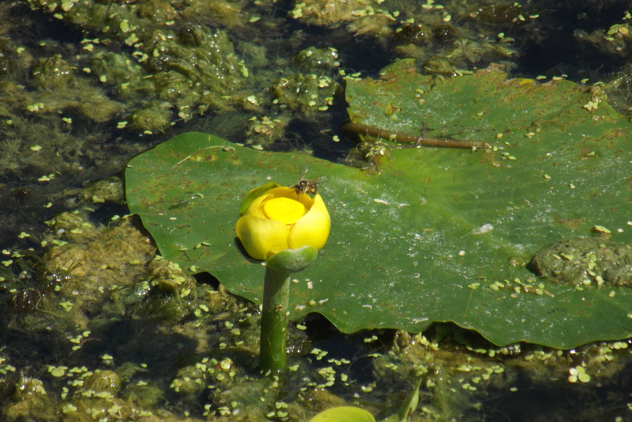 Nuphar Lutea, Yellow Pond Lily (water-bonnet?)