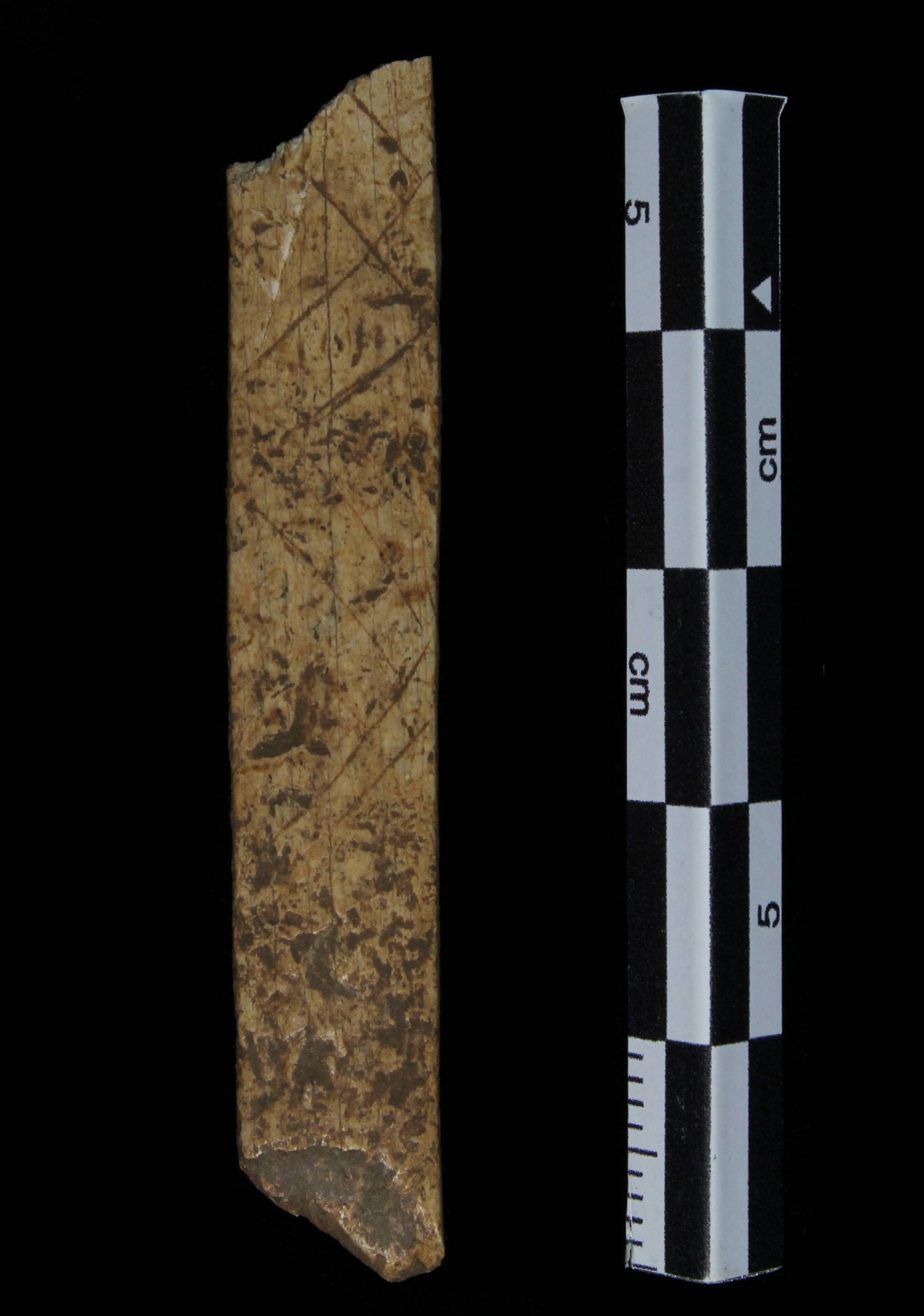 Photo of incised bone fragment from 2014 Spring Lake Data Recovery