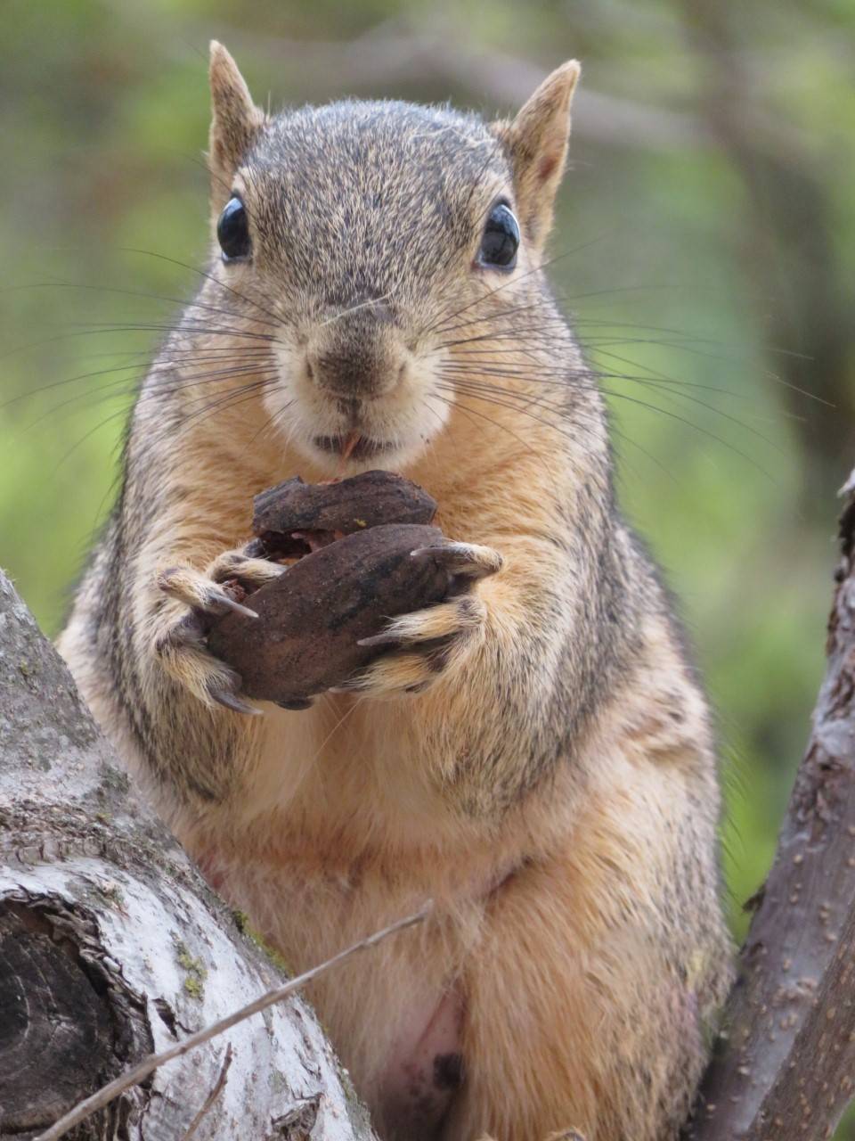 A squirrel eats a pecan.