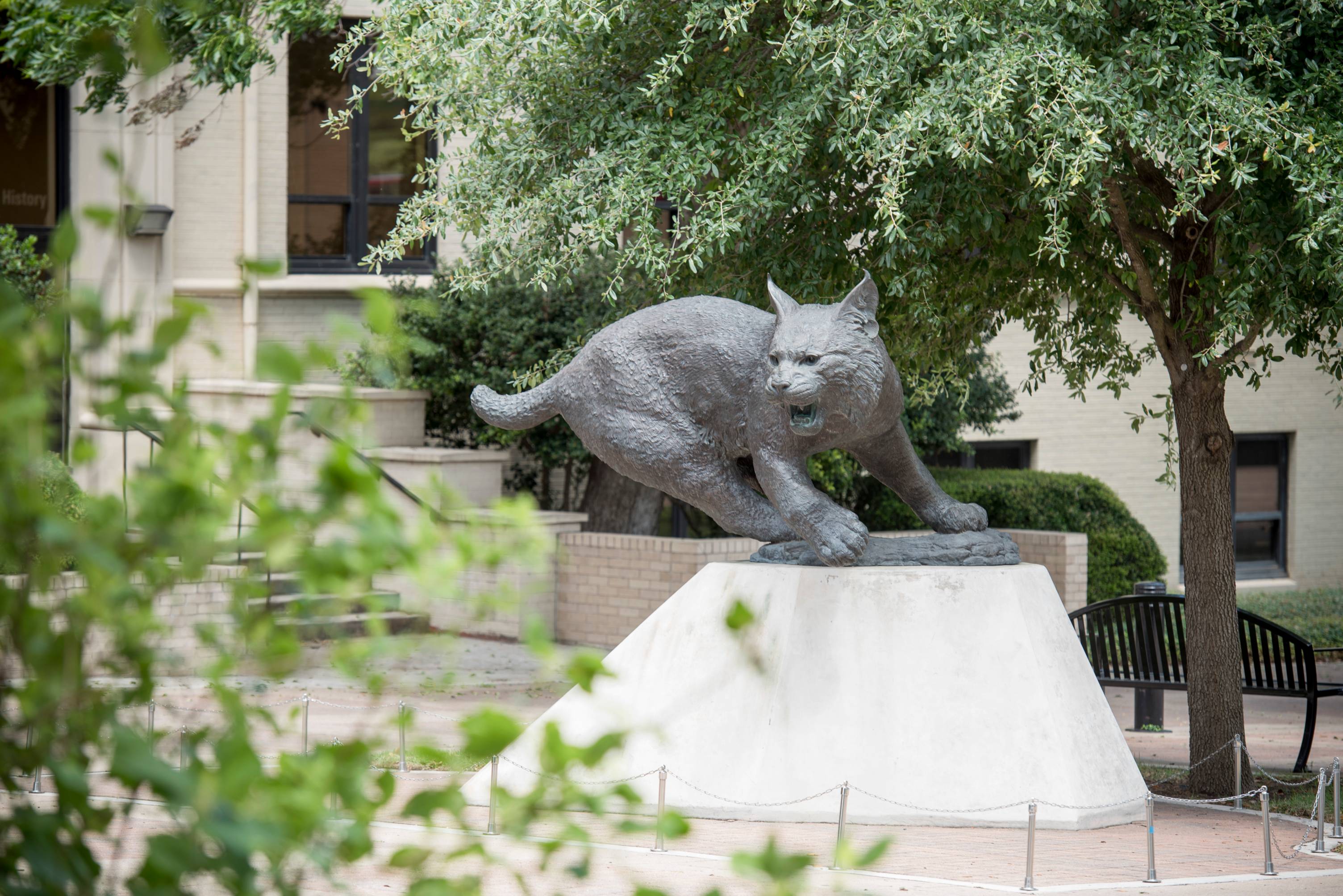 Bobcat