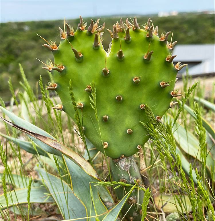 TBR Spring 2023 Cover Image, Heart Shaped Cactus