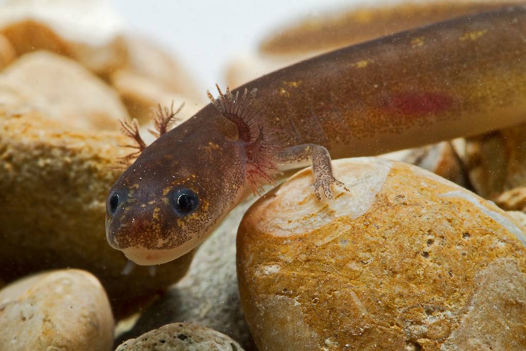 san marcos salamander