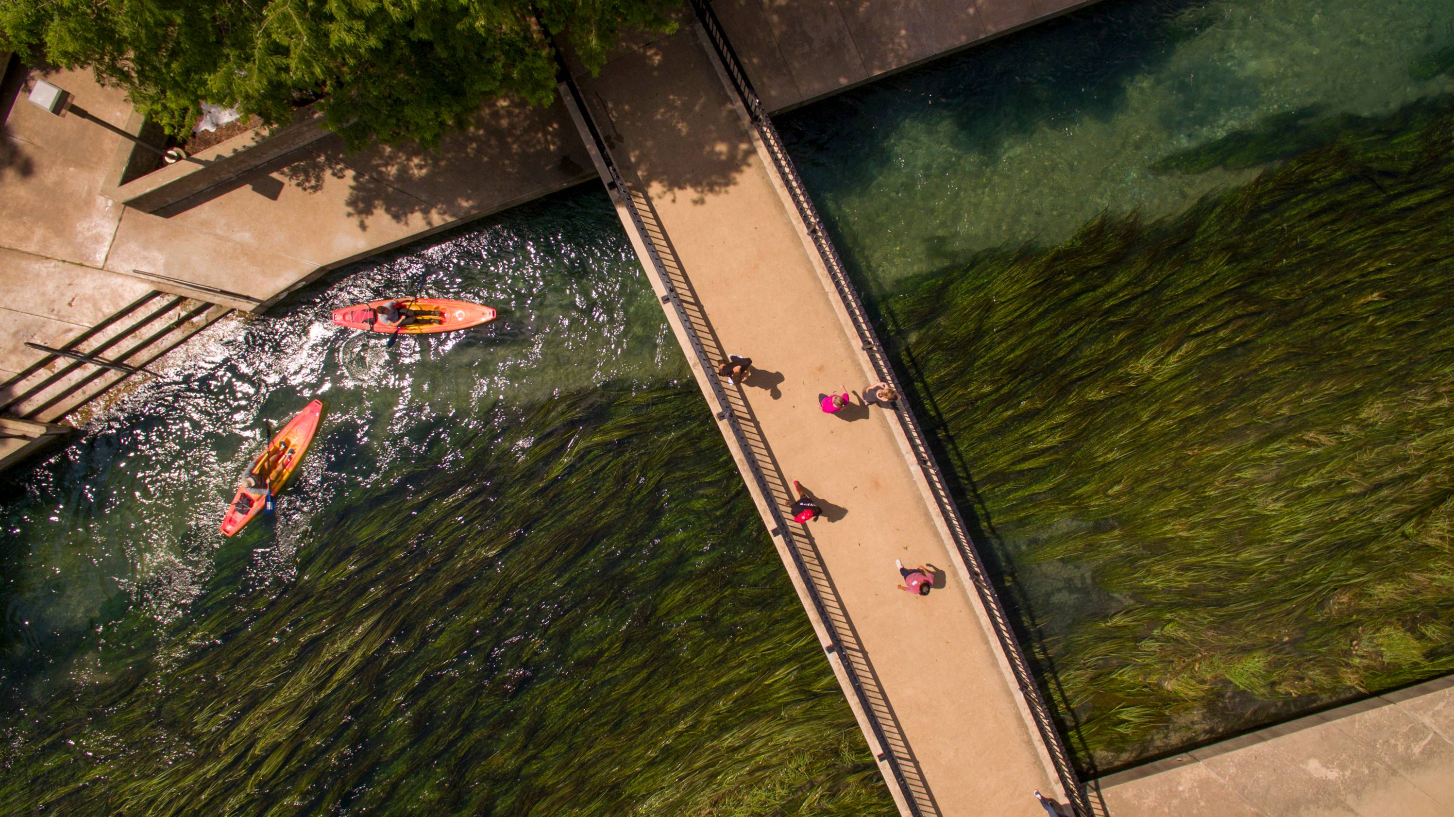 Resources for endangered and threatened species in the San Marcos River