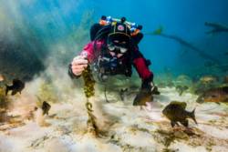 Explore Spring Lake : The Meadows Center for Water and the Environment ...