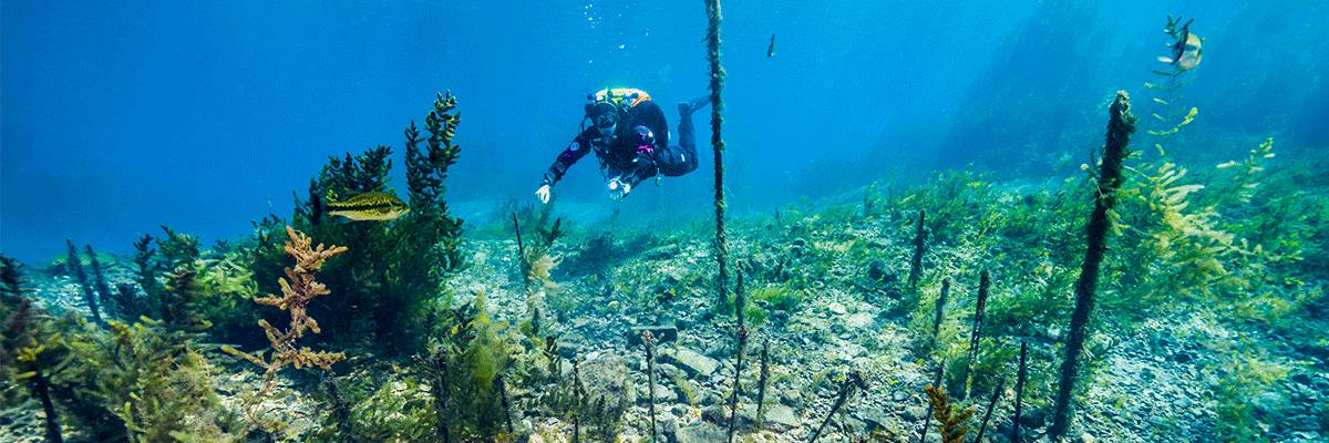 diver in Spring Lake