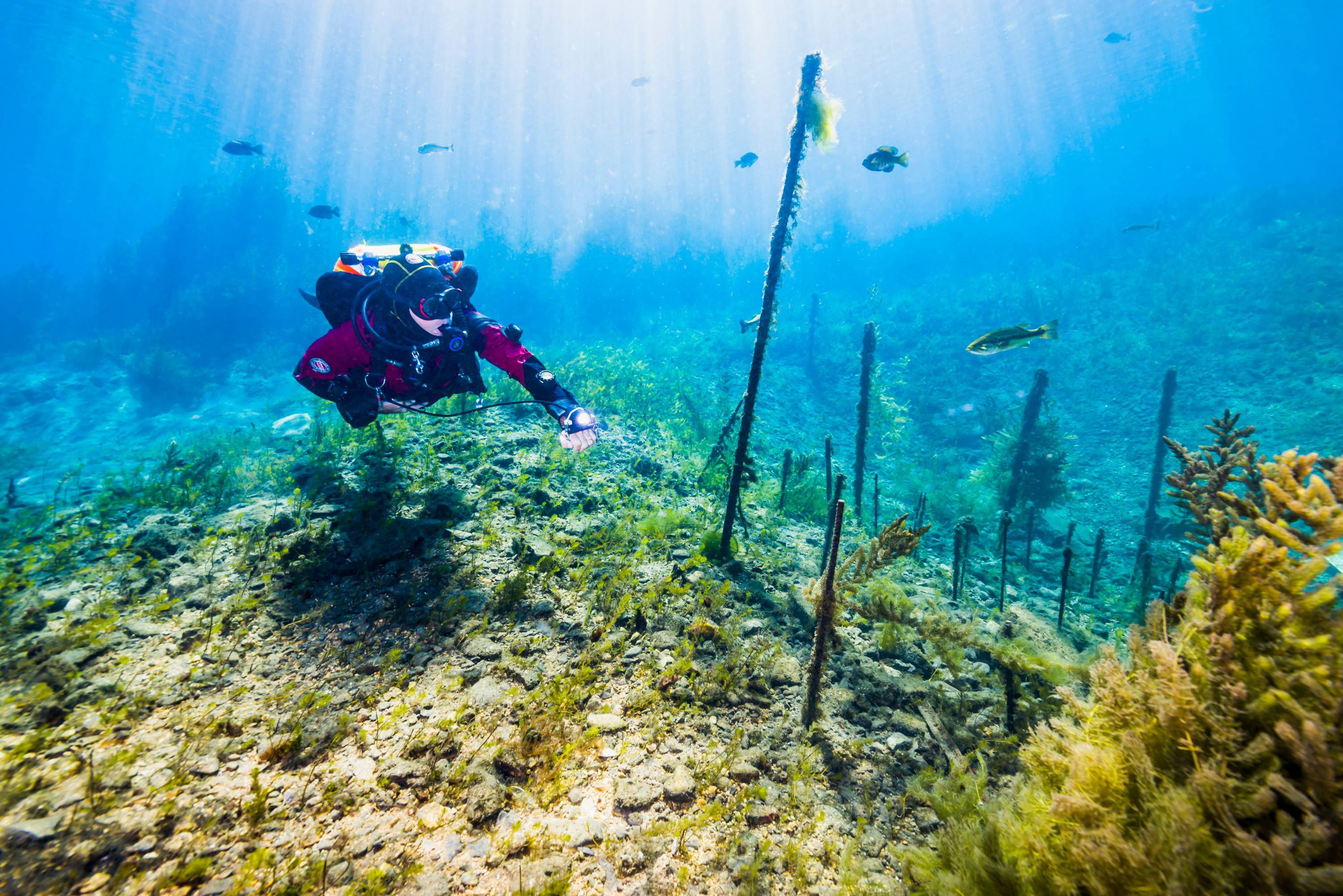 Diver in Spring Lake